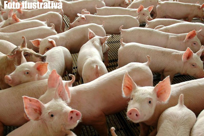 Porcos-são-furtados-de-propriedade-rural